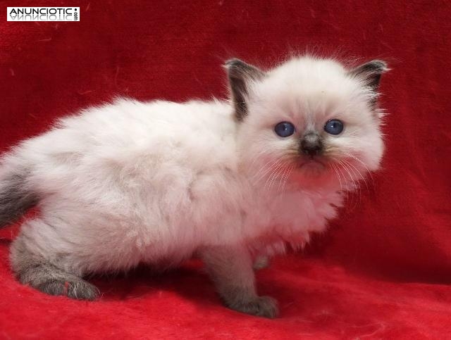 macho y hembra ragdoll gatitos