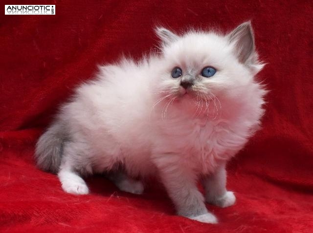 macho y hembra ragdoll gatitos