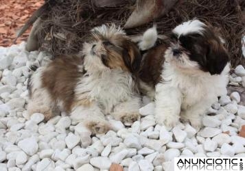 Espctaculares shih_tzu ¡ garantias