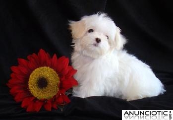  Regalo cachorritos toy de bichon maltes 