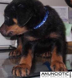 cachorro rotweiller