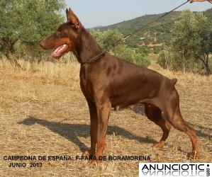 Dobermann de Boramorena