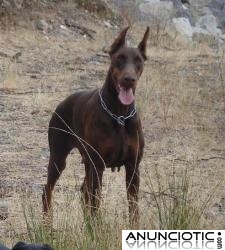 Dobermann de Boramorena