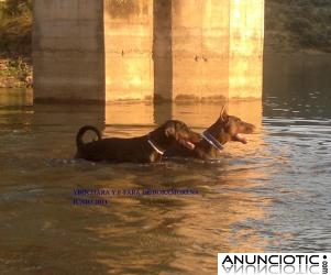 Dobermann de Boramorena