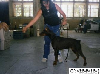 Dobermann de Boramorena