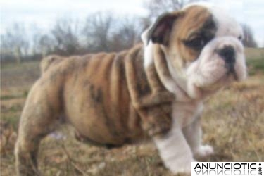 Cachorros bulldog ingles