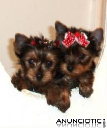 2 yorkies cachorros para adopción