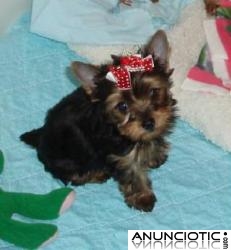 2 yorkies cachorros para adopción