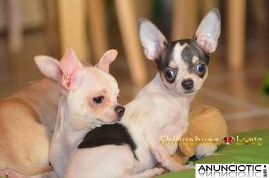 Criamos chihuahuas con amor