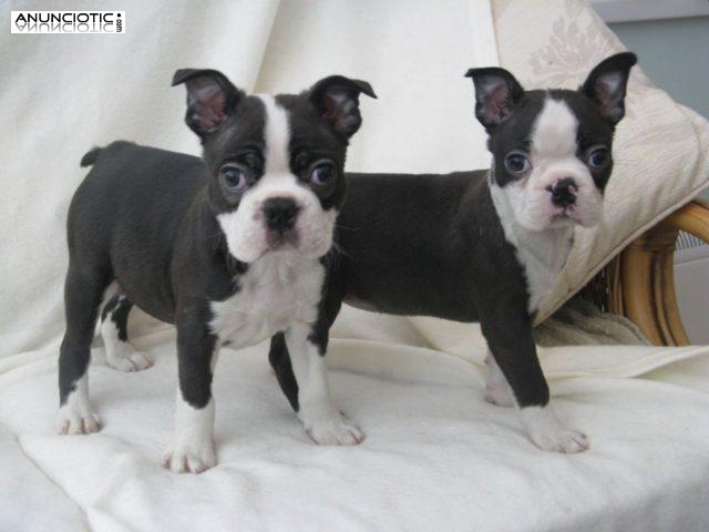 Preciosos cachorros de Boston Terrier en busca de nuevas vivienda