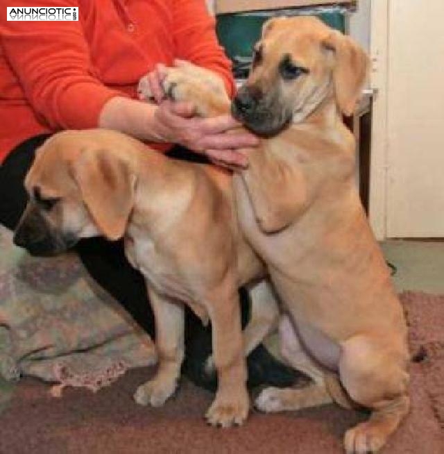 Cachorros de gran danés macho y hembra para regalo