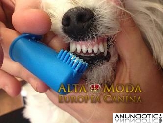 Cuidado Dientes perros pequeÃ±os