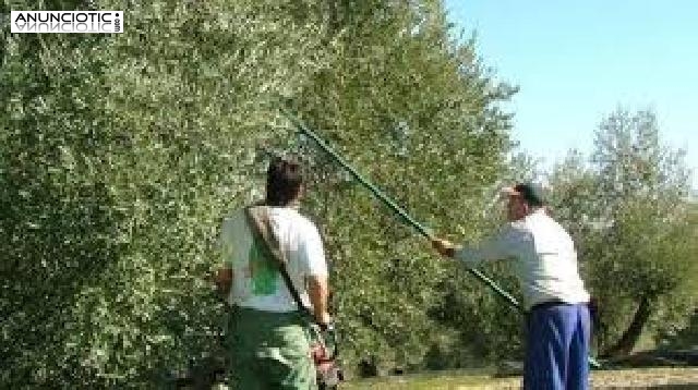 Se buscan personas para recolectar aceituna,oliva en esta campaña y segu