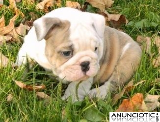 Dos hermosos cachorros bulldog Inglés (richard.breman @ gmail.com)