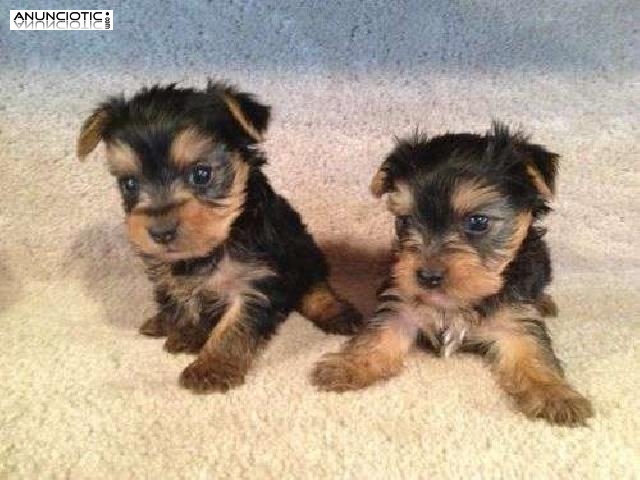 Cachorros de la raza yorkshire terrier