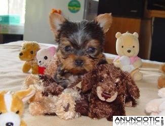 Fantástico y encantador Yorkie cachorros