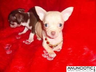 cachorritos de chihuahuas toys