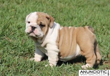 Bulldog Ingles cachorros están disponibles