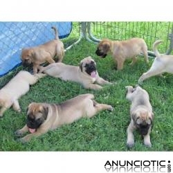 Cachorros Bullmastiff macho y hembra