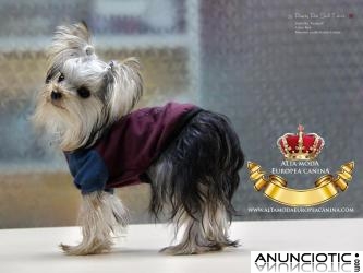 Ropa Perros, moda canina de invierno