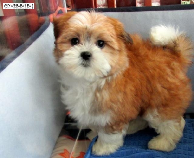 Cachorros Shih-Tzu hermoso