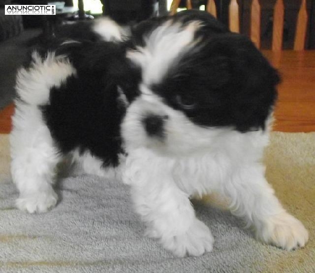 Cachorros Shih-Tzu hermoso