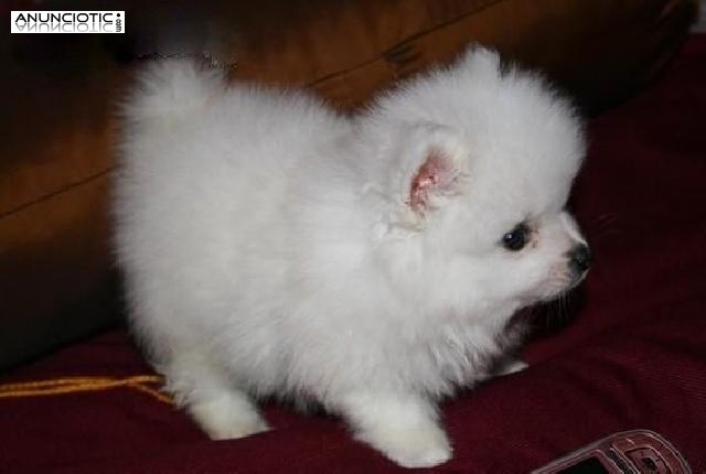 blanco cachorros de Pomerania para la adopción