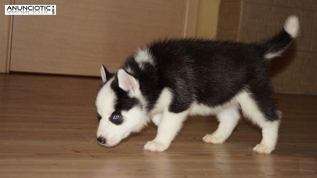 Cachorros husky siberiano de Navidad