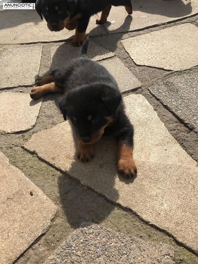 Listo ahora Impresionantes cachorros rottweiler