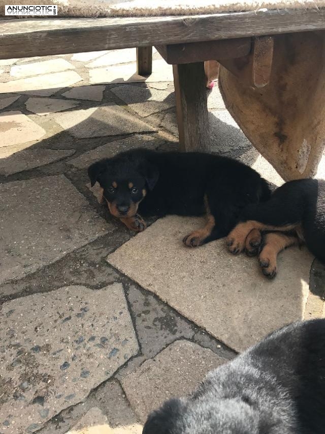 Listo ahora Impresionantes cachorros rottweiler