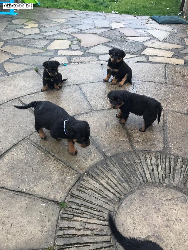 Listo ahora Impresionantes cachorros rottweiler