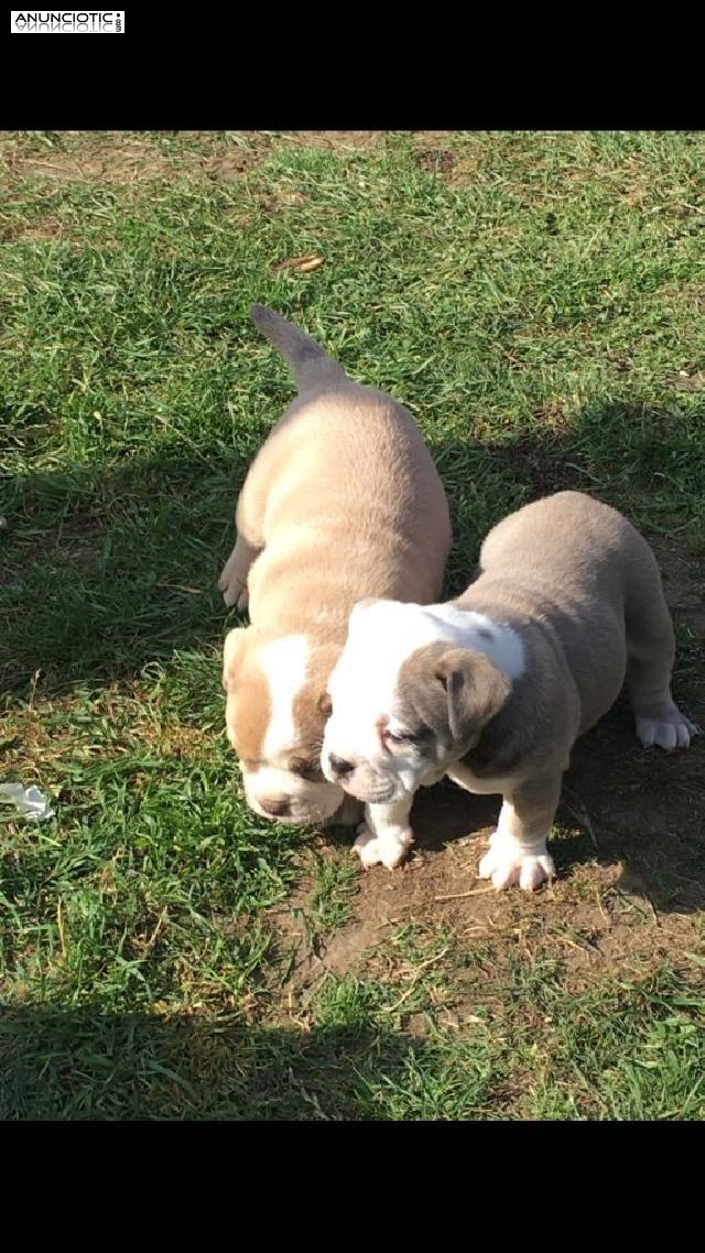 Kc registrado impresionante cachorros bulldog Ingl