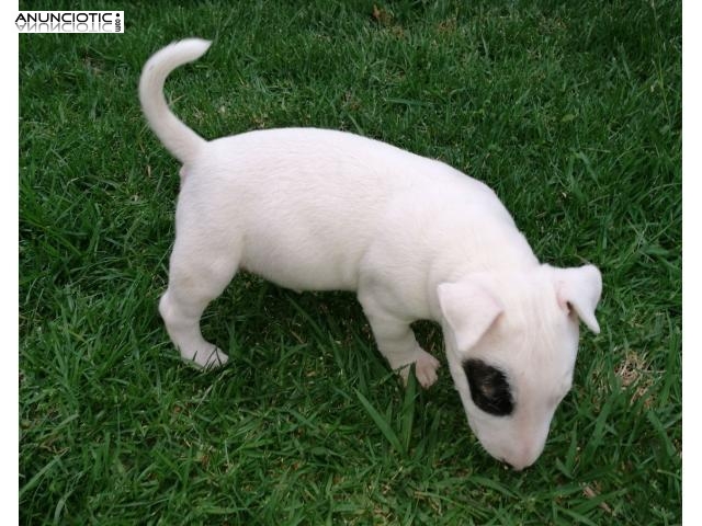 Regalo Cachorros de raza pura pura pedigrí Bull terrie