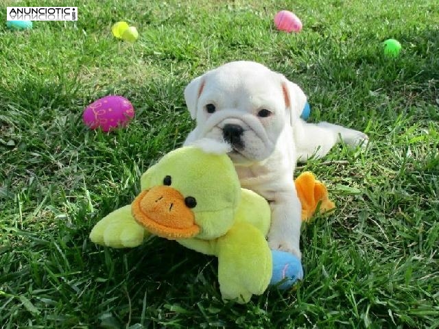 Regalo Preciosos cachorros de Bulldog Inglés disponibles