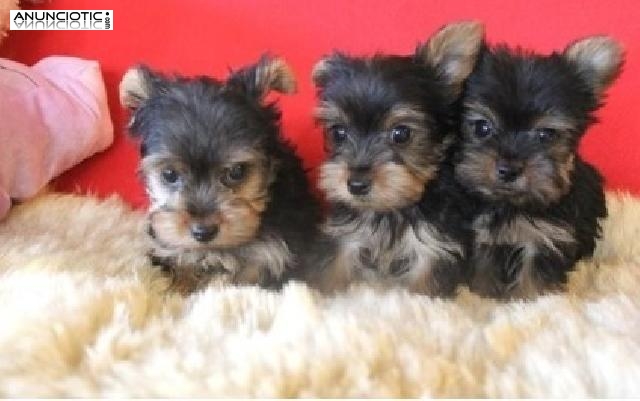 KC Yorkies