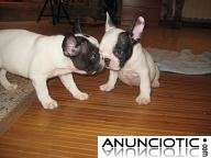 hermosos cachorros bulldog francés.