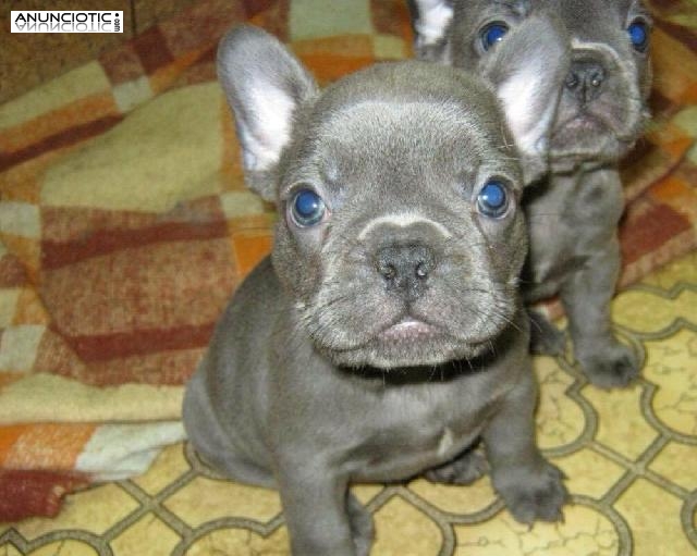 cachorros de pomeriane machos y hembras para adopción