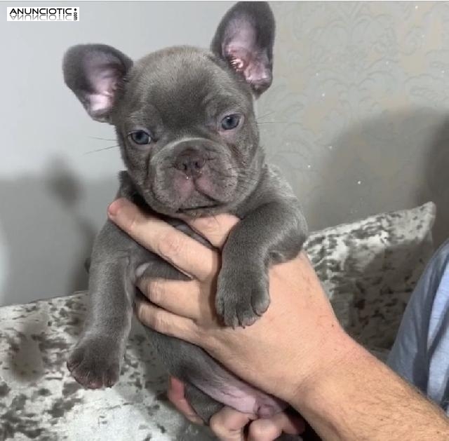 cachorros de pomeriane machos y hembras para adopción