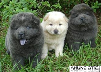 Chow chow cachorro necesita un nuevo hogar