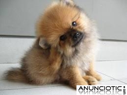 Encantadores cachorros Pomerania Tiny Venta