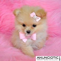 Encantadores cachorros Pomerania Tiny Venta