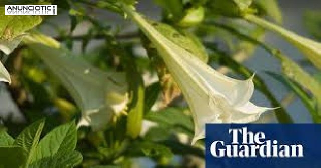 Tenemos productos de las siguientes categorías: SCOPOLAMINE