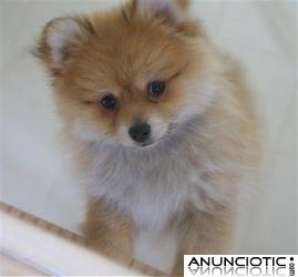 Encantadores cachorros Pomerania Tiny Venta