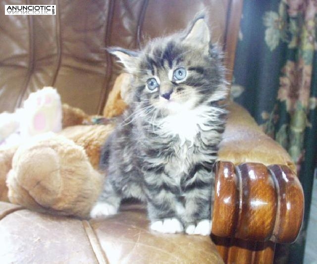 Maine Coon gatitos