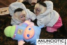 Bebé monos cara blanca capuchino para su aprobación