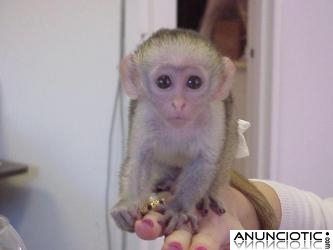 Tití capuchin adorable y mono de ardilla para adopción