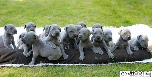 Great Dane cachorros en venta