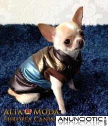 Ropa para Chihuahuas