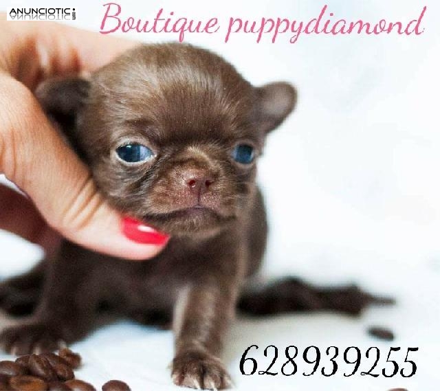 Puppydiamond bouttique y viver nacional