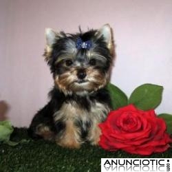 REGALO Preciosos cachorros de Yorkshire terrier